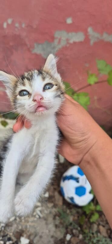 cins pişik: Erkək, Yaxşı əllərə, Ünvandan götürmə — 8