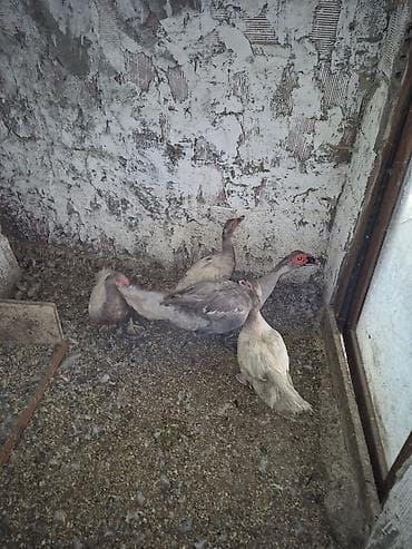 Satılır. Mirvari 3 dişi Lavanda 1 erkək lalafo.az -da Satılır. Mirvari 3 dişi Lavanda 1 erkək