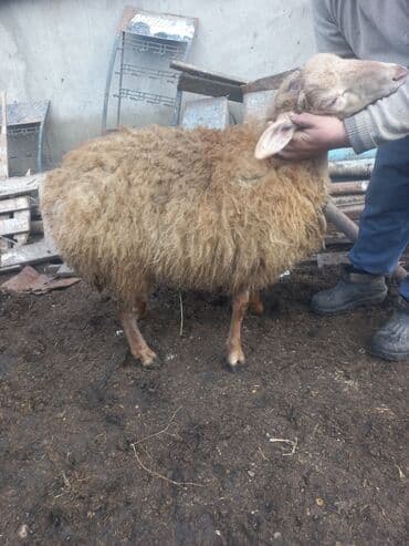 Гуси: Qoyun – yerli ət‑yağlı tip - Cins: yerli ətlik/yağlı quyruq tipli — 2