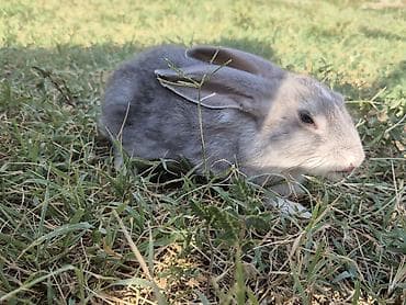rizen dovşan: 🐇 12 ədəd sağlam balaca dovşan satılır! ✔️ Sağlam və aktivdir ✔️ Ev — 5