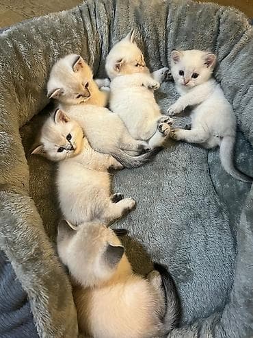 heyvan geyimi: Britan — 1