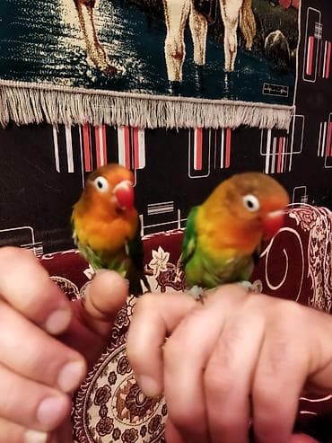 İtlər: Salam pul lazımdır deyə satılır ucuz cüt 8 yumurtası var əl qusudu — 10