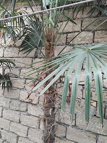 Растения: Trachycarpus (yelpənək formalı yarpaqlı xurma) ağacı - Növ: Dekorativ — 1
