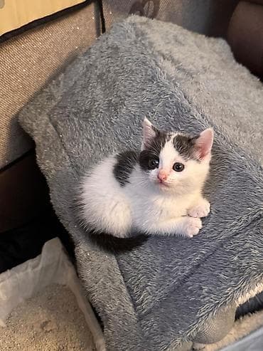 pişik adları: Şotland yastı qulaq — 9