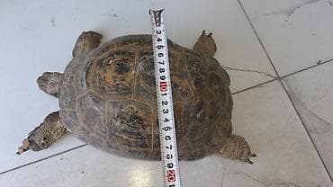 Quru tisbaxa boyuk olcude cekisi 5kilo. diwidi uzunluq 30sm eni — 5