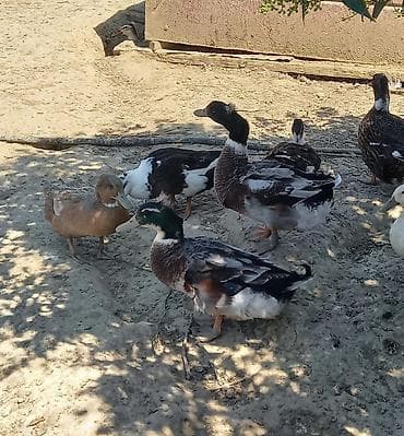 kurt ordek: Səsli ördəklər tam sağlam 6 aylıq lal ördəklədə barter edərəm — 4