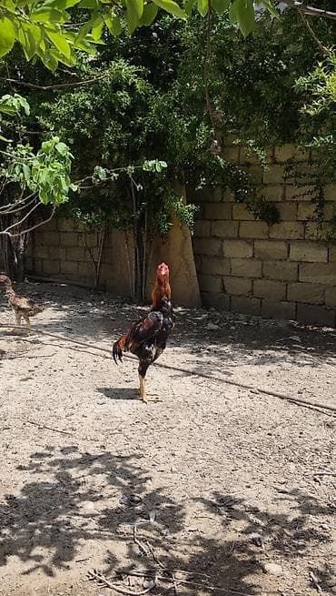 hinduşka balası satışı: Salam.6 yawinda 800 manata damazliq alinan Özbəkistan dan gelme — 2