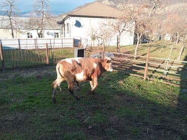 Mal-qara: Salam alekum. smental danadi. 8 ayliqdi — 1