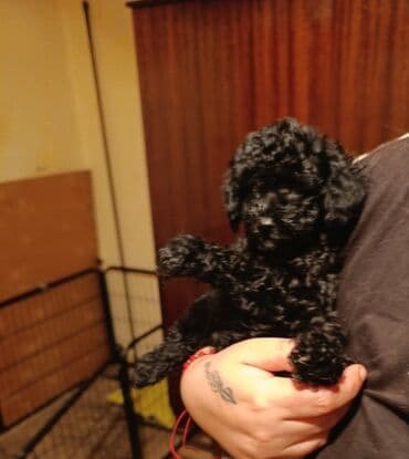 сколько стоит миниатюрный пудель: Пудель — 1