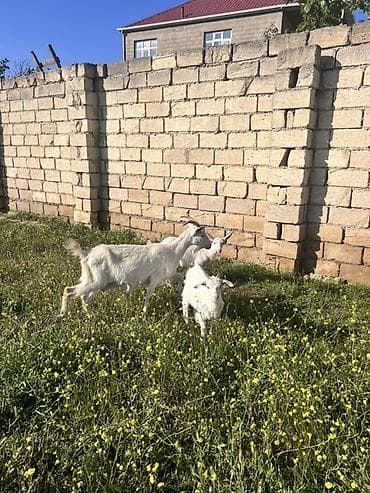Ağ rəngli keçi ailəsi – ana keçi və iki bala - Cins: süd və ət