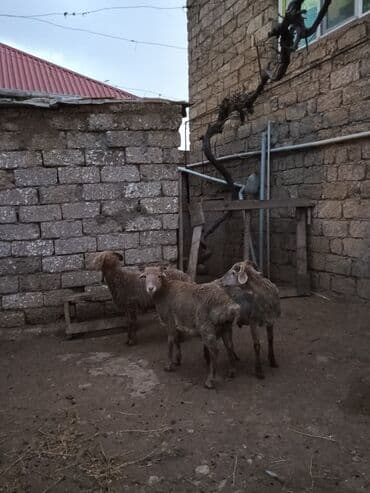 Akvariumlar: Razilasmaq olar — 10