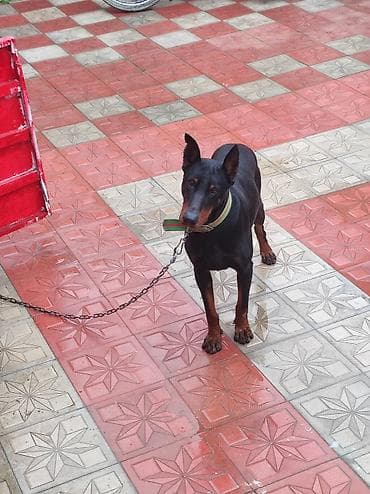 Другие животные: Salam 10 aylık erkeydi temiz cinsidi mehriban itdi yesine bezi — 1