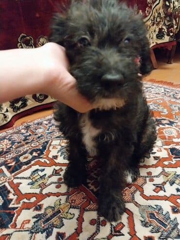 it baytarı: Pudel — 5