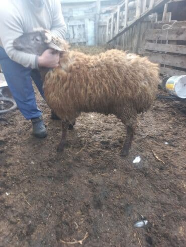 Гуси: Qoyun – yerli ət‑yağlı tip - Cins: yerli ətlik/yağlı quyruq tipli — 1