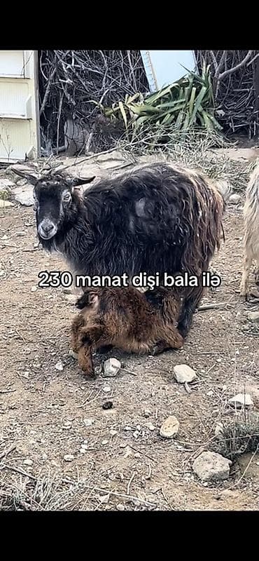 Məhsul: Qoyun/Keçi – dişi bala ilə birlikdə Təsvir: - Şəkildəki ana