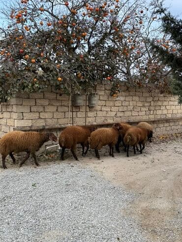 сколько стоят щенки: Самец, Qala, лет: 1, 65 кг, Для разведения, Самовывоз — 6