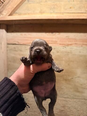 акита ину цена в баку: Американский бульдог, 1 месяц, С прививками, Платная доставка — 3