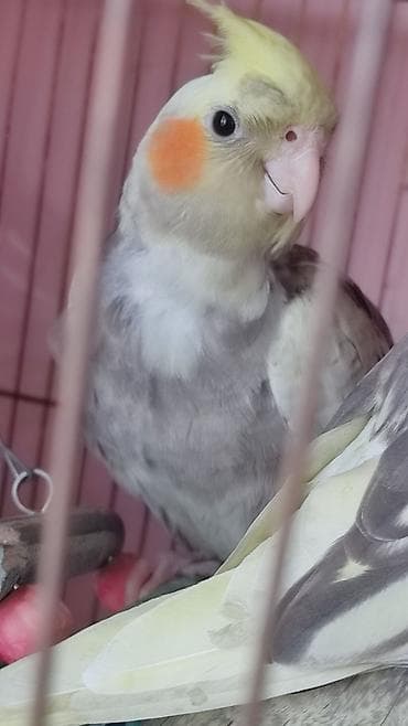 lalafo quşlar: Kafes şəraitində böyüdülmüş kokatiel tutuquşuları satışda. Bu — 4