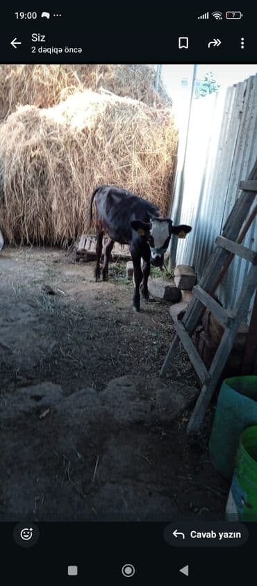 vga dan hdmi: Məhsul: Qaramal (inek və buzov) Təsvir: - Şəkillərdə sərgidə iki baş — 2