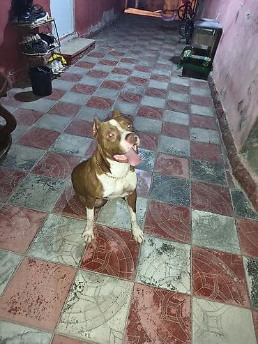 cütleşdirme: Pitbul, Erkək — 2