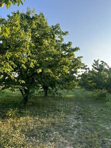 altında torpağı satıb: Kənd təsərrüfatı — 3