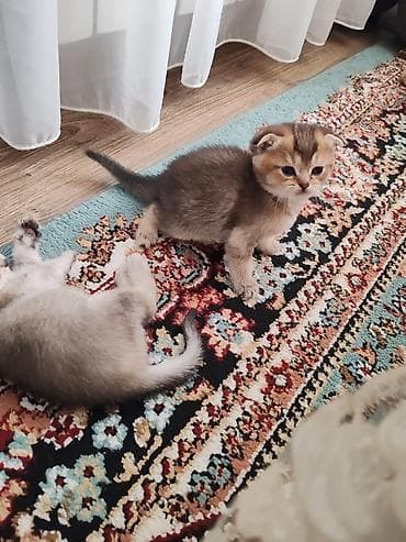 arpa qiyməti: Şotland yastı qulaq — 5