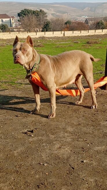доберман цена в баку: Питбуль, 1 год, Самка, С прививками, Самовывоз — 3