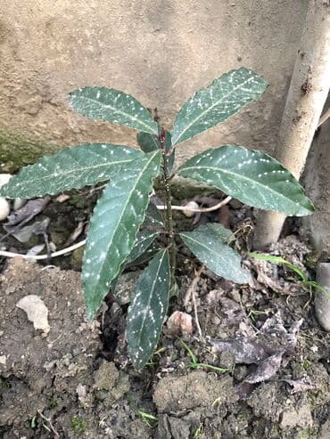 Dəfnə ağacı qələmi