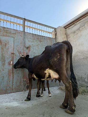 donuz balası: 15 litir süd verir 4 qarına doğun Balası erkeydi — 6