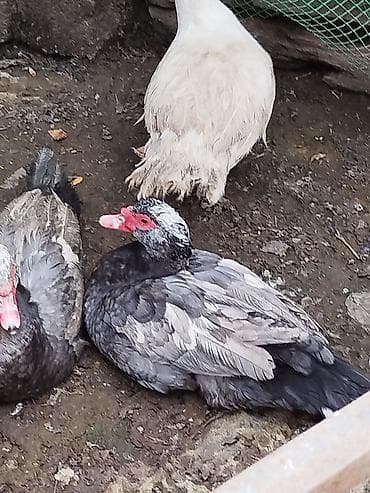 Lal ördəklər satilir amerikan,yerli və başq növdə var qiymətlər