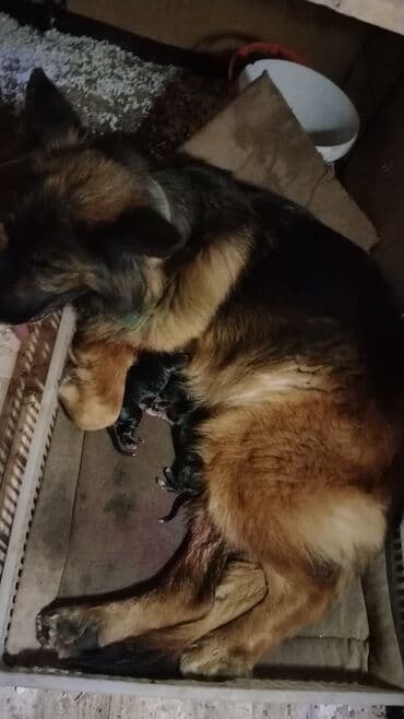 немецкие овчарки щенки купить: Немецкая овчарка, С прививками — 4