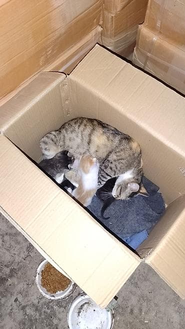 bala pişik pulsuz: Yaxşı əllərə — 2