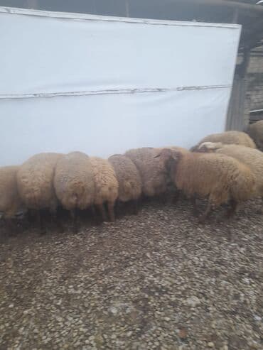 Inəklər, öküzlər: Məhsul: erkək toğlular 9 toğlu 1 qoç Təsvir: - Şəkillərdə eyni dam — 1