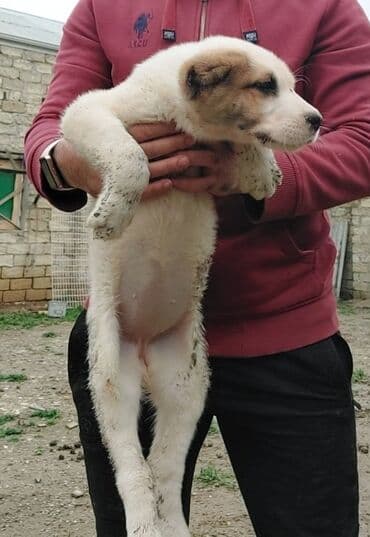 приют для животных в баку адрес: Самка, С прививками — 9