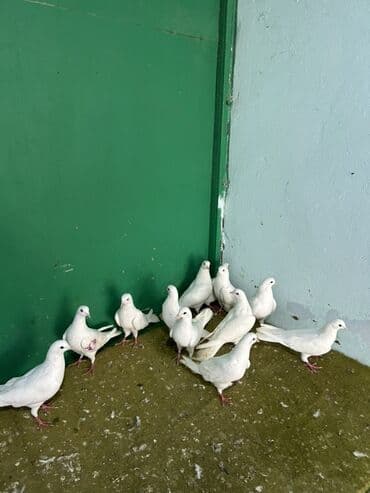 qasqaldag qusu: Az quyruglardi — 1