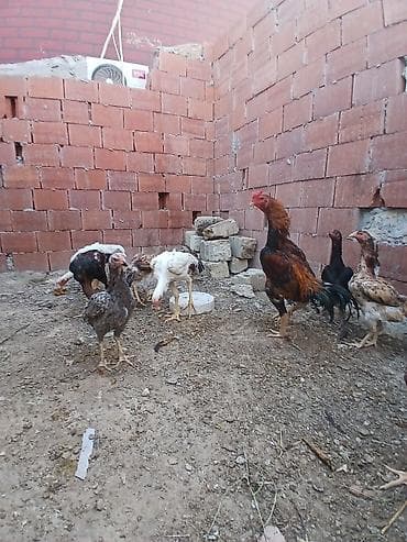 qızıl quş: Toyuq cücələri, Ətlik — 3