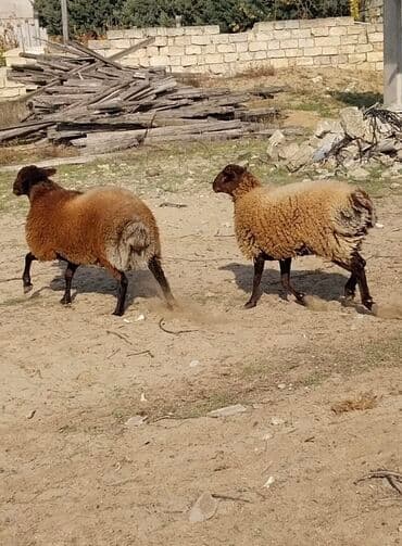 qoyunların qiyməti: Qoyunların üçüdə erkəydi ikisi 35 kilodan çox çəki verir biri isə 40 — 7