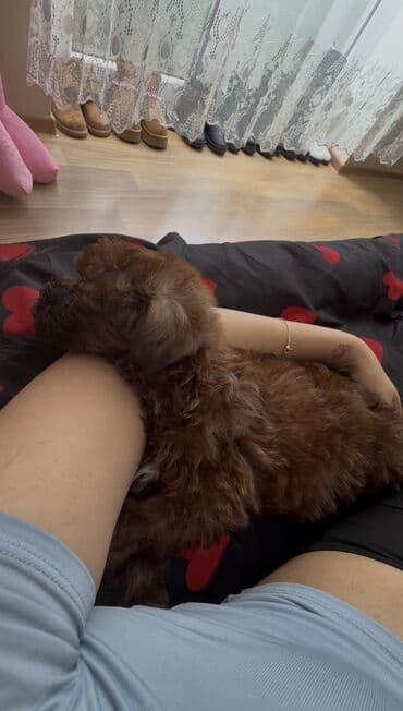 той пудель баку: Пудель, 2 месяца, Самка, Самовывоз, Бесплатная доставка — 2