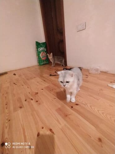 собака отдам в хорошие руки: Британская, Самка, В добрые руки, Самовывоз — 4