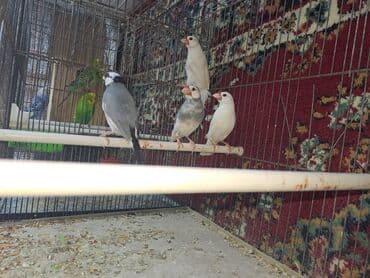 Gəmiricilər: Salam. Amadin zebra 25eded Amadin risovka 11eded Amadin yaponka 1cut — 1