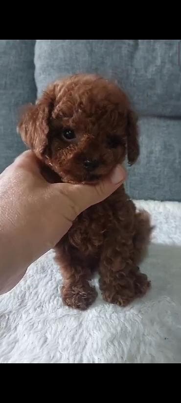 izvanok itler: Pudel, 3 ay, Dişi, Peyvəndli, Ünvandan götürmə — 9