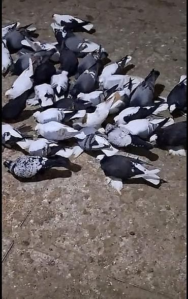 Məhsul: Ev göyərçinləri – müxtəlif rəng və naxışlarda dekorativ və