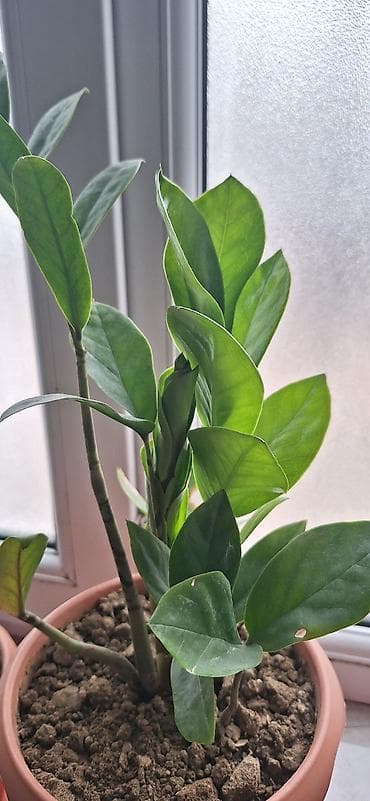qizil gul dosabi: ZZ bitkisi (Zamioculcas zamiifolia) – qapalı məkanlar üçün dekorativ — 1