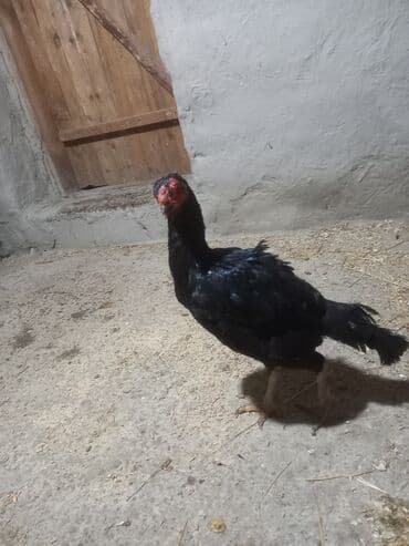 kənd toyuqlari: Xoruz, Heyratı, il: 2 — 2