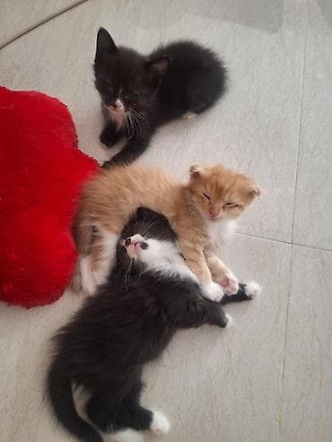 şotland pişiyi satisi: Şotland — 3