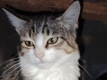 ağ qara pişik: Tabbi, Dişi, Yaxşı əllərə, Ünvandan götürmə — 2