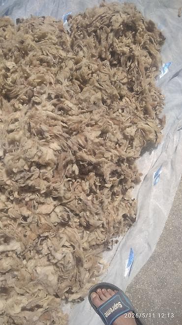 yataş matras: Təbii qoyun yunu. Döşəyin içindən çıxarılıb. 8-9 kiloqram — 1