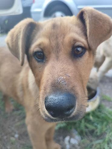 itlerin alisi: Pulsuz çatdırılma — 10