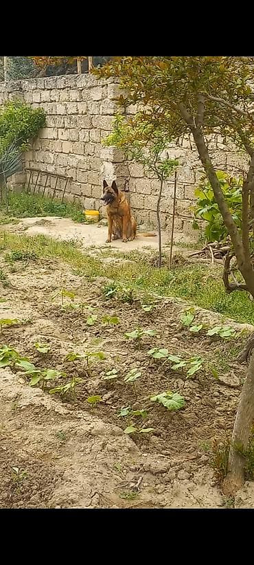pudil itleri: Belçika çoban iti, 2 il, Dişi — 5
