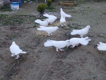 tap az goyercin satisi: Enniquyruğlar satılır. Hazır Cütlərdə var təklərdə biri 15 manat sec — 3